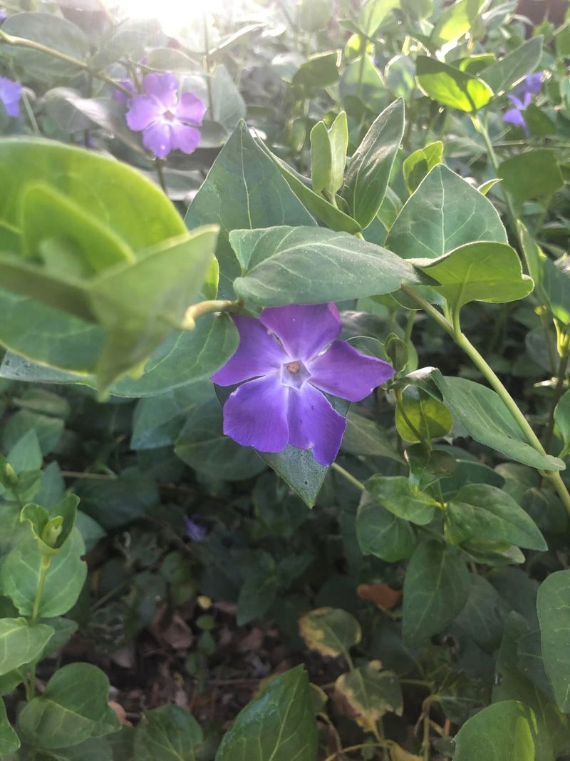 Stopping It From Flowering Or Making Seeds Stopping It From Flowering Or Making Seeds