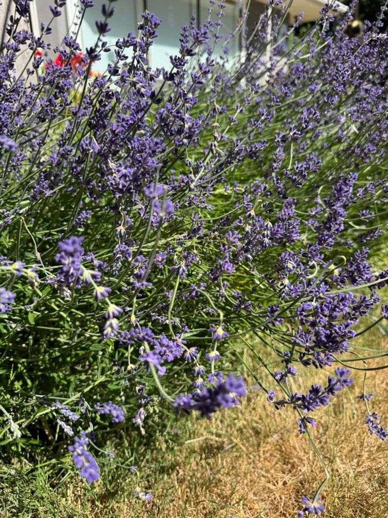 Stopping Long Stems From Flopping Everywhere