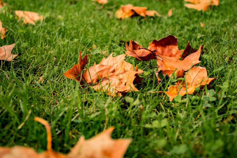 Stopping Weed Sprays Before Fall Overseeding Stopping Weed Sprays Before Fall Overseeding