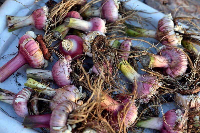 Store Lifted Corms Clean And Dry Store Lifted Corms Clean And Dry