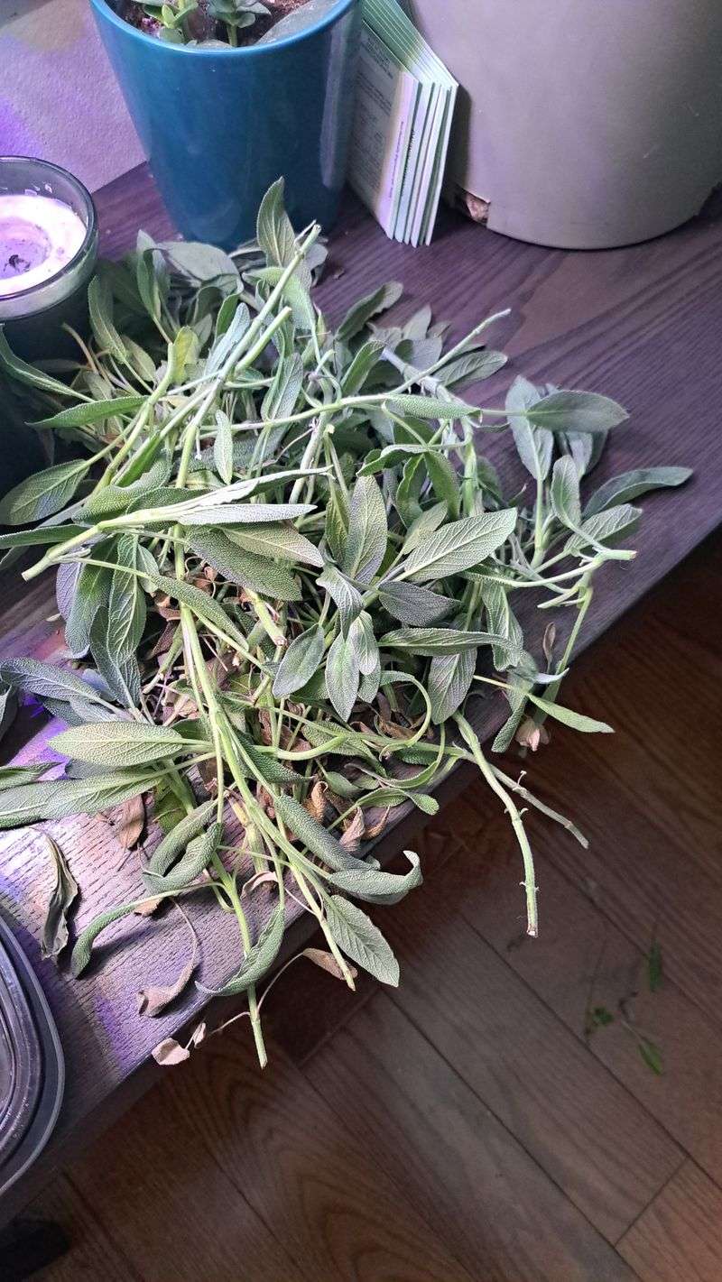 Store The Leaves Whole Store The Leaves Whole