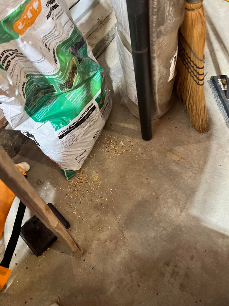 Storing Grass Seed In Easy-To-Chew Bags Storing Grass Seed In Easy-To-Chew Bags