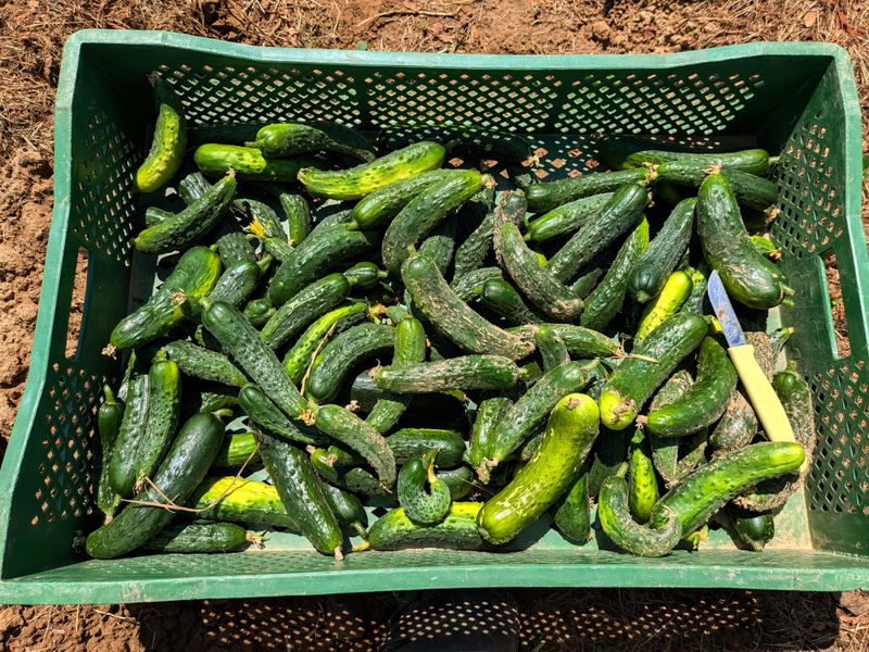 Storing Harvested Produce Safely Until Skies Clear Storing Harvested Produce Safely Until Skies Clear
