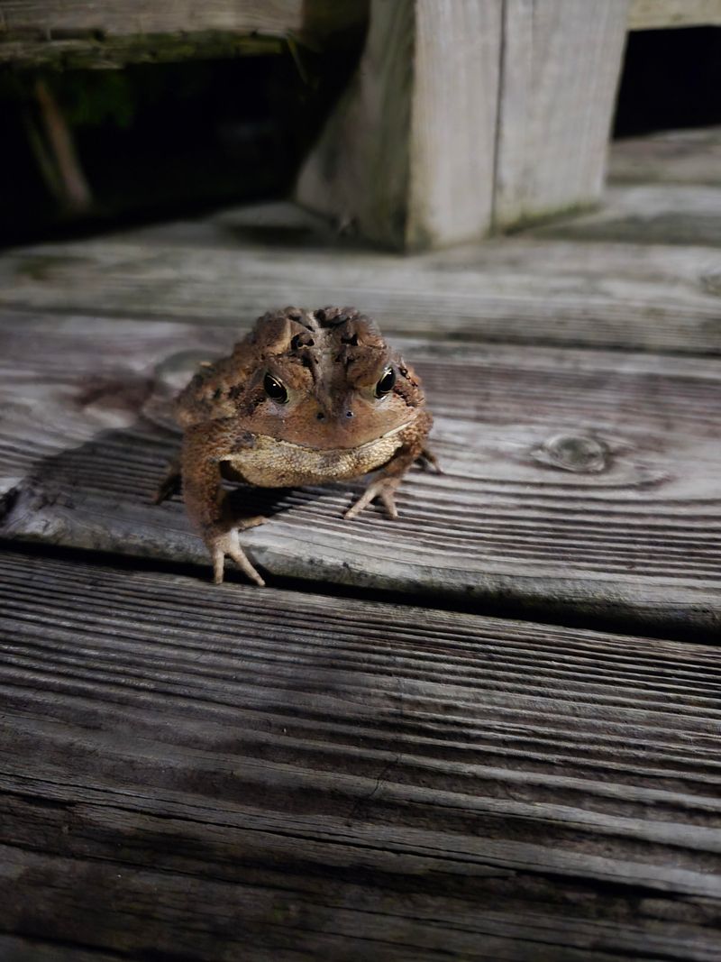Storm Drainage Pushes Frogs Toward Higher Ground