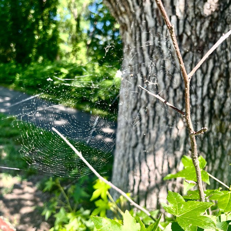 Storms Can Shift Spider Activity Storms Can Shift Spider Activity