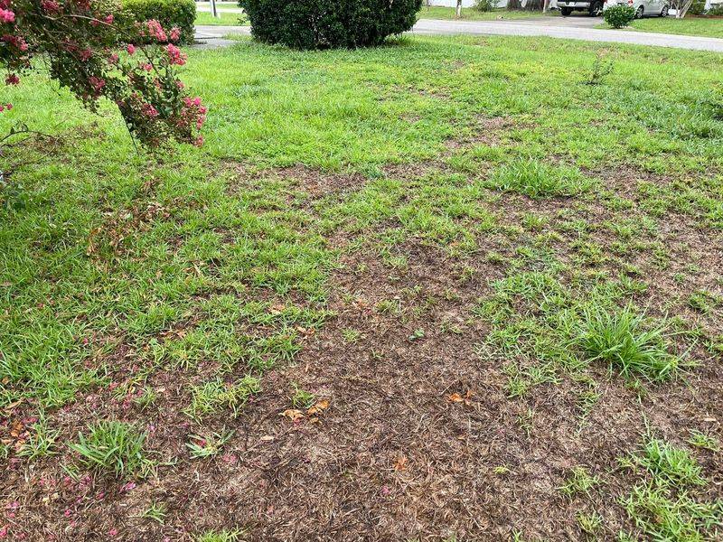 Straight Straw Lines Often Point Back To The Mower