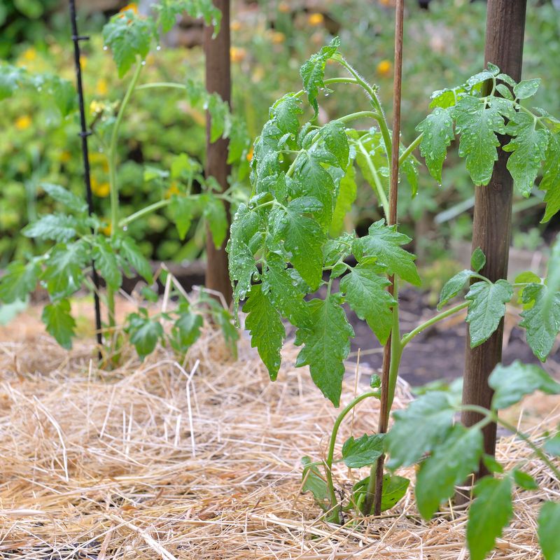 Straw And Bark Help Hold Moisture Through Hot Spells