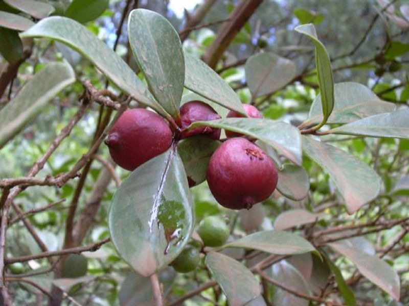 Strawberry Guava Is Being Cut Back Before Birds Spread It Strawberry Guava Is Being Cut Back Before Birds Spread It