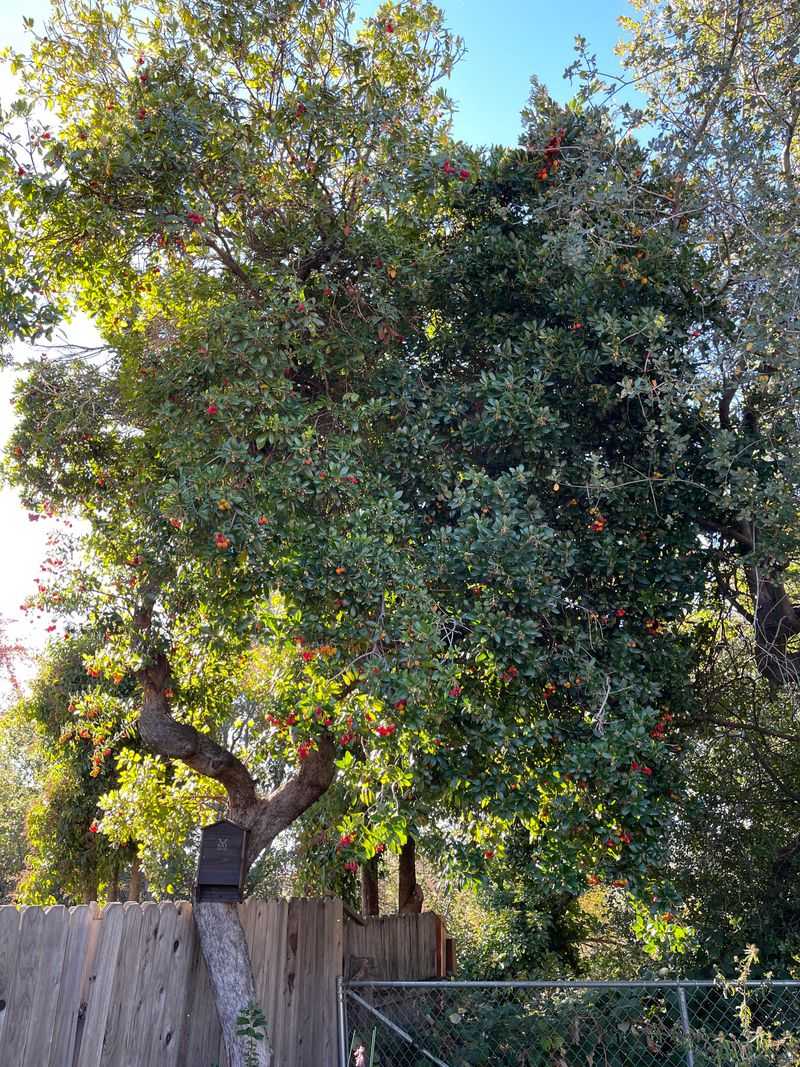 Strawberry Tree Handles Heat Better Than Its Looks Suggest