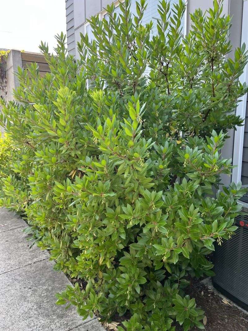 Strawberry Tree Taking Wet Winters And Dry Summers