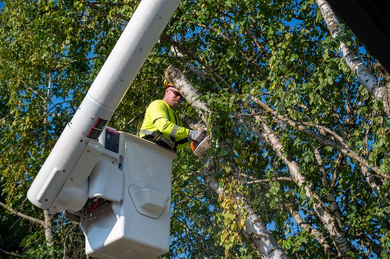 Street Trees Can Come With Their Own Permit Rules Street Trees Can Come With Their Own Permit Rules