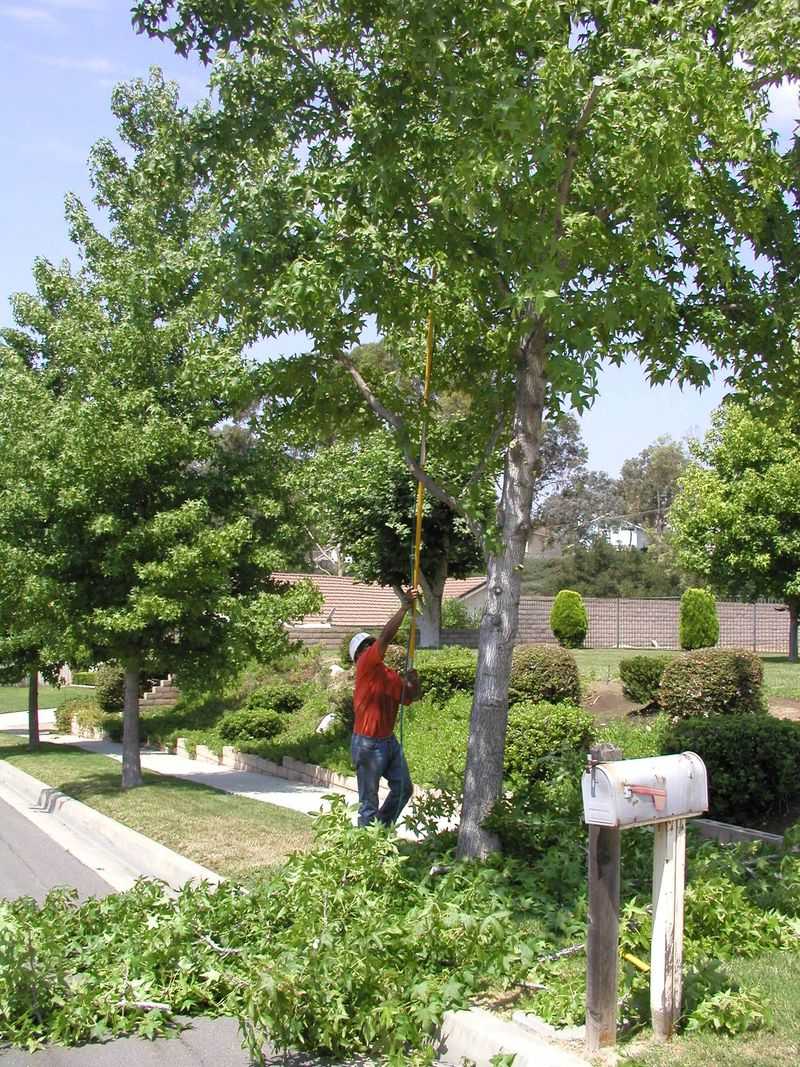 Street Trees Usually Have Their Own Rules