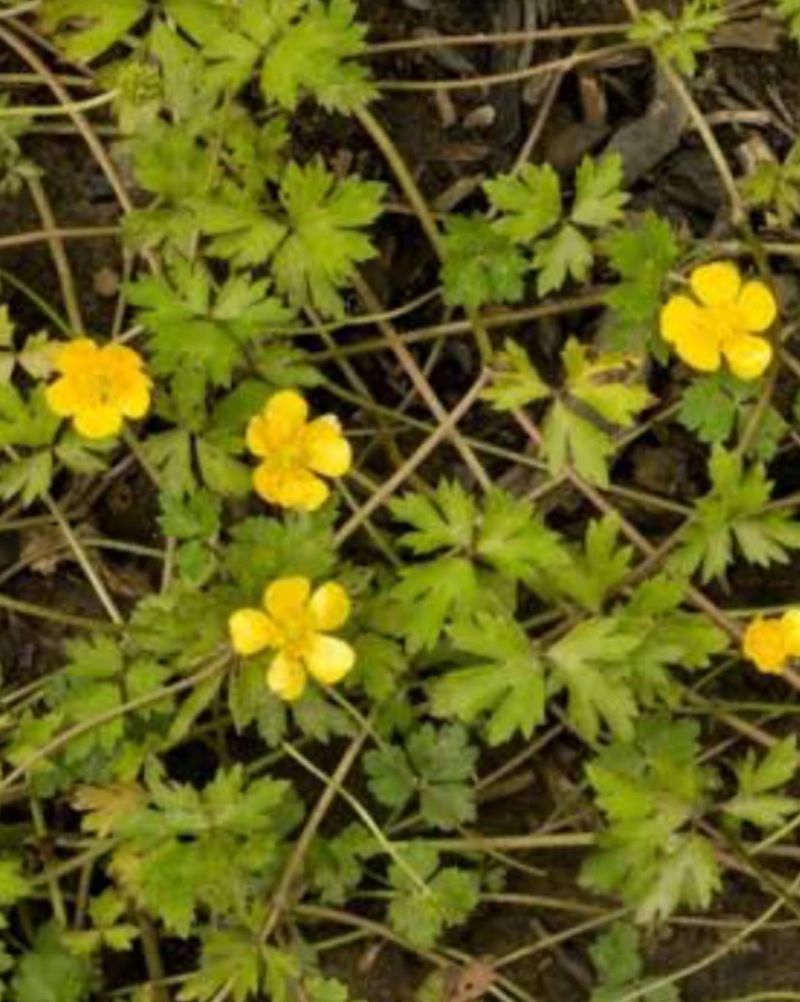 Strengthen Grass In Bare Lawn Patches Strengthen Grass In Bare Lawn Patches