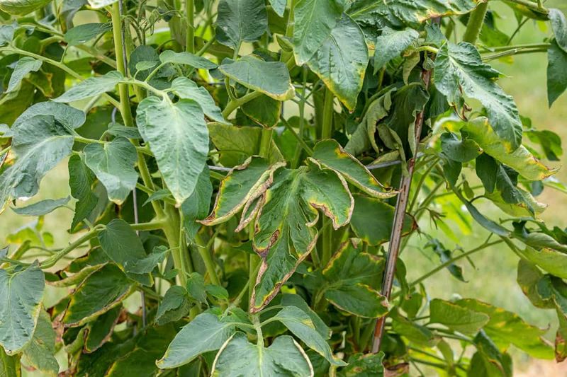 Stressed Foliage Reacts More Easily Stressed Foliage Reacts More Easily