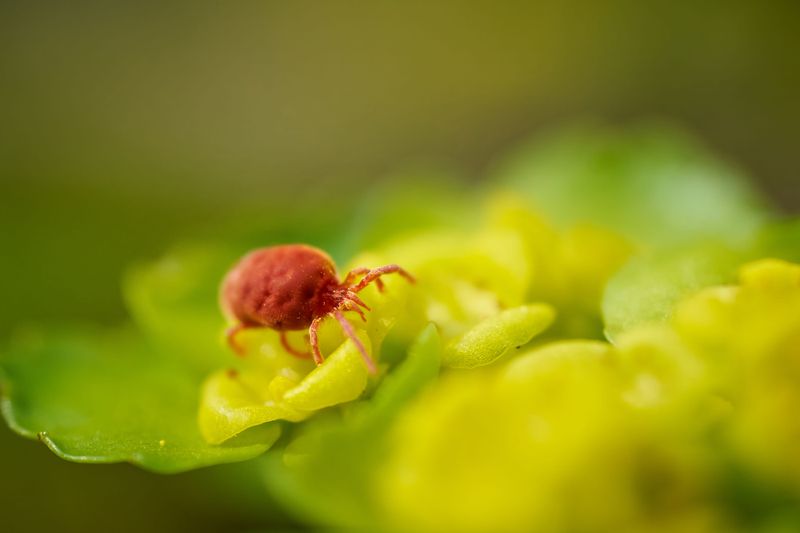 Stressed Plants Become Easier Mite Targets