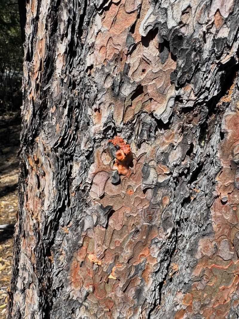Stressed Urban Trees May Show Trouble First