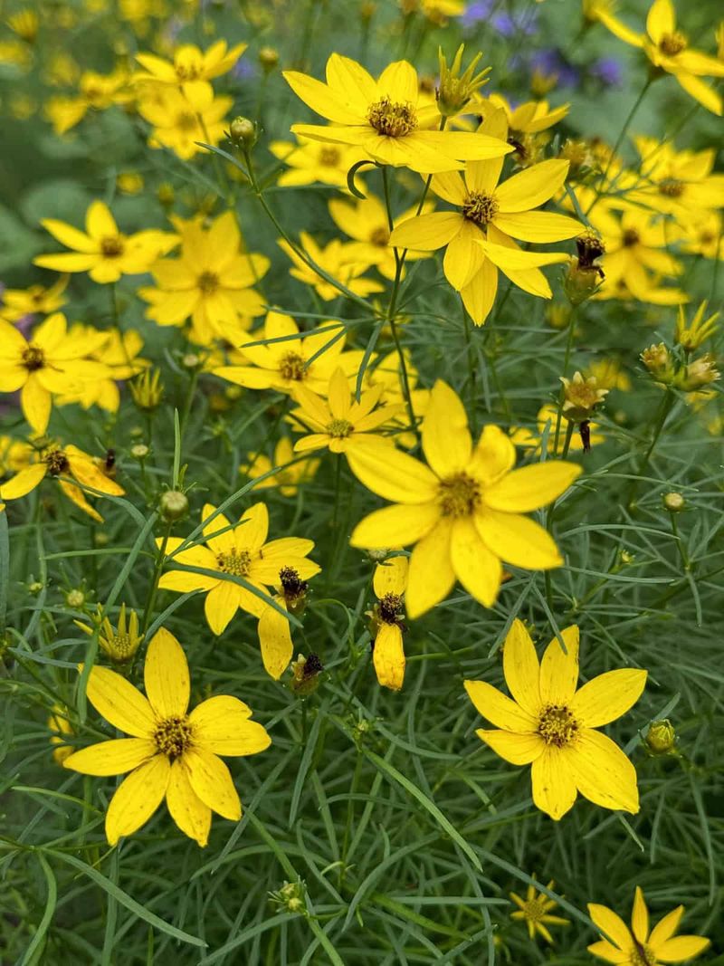 Stretch The Show With Tall Coreopsis