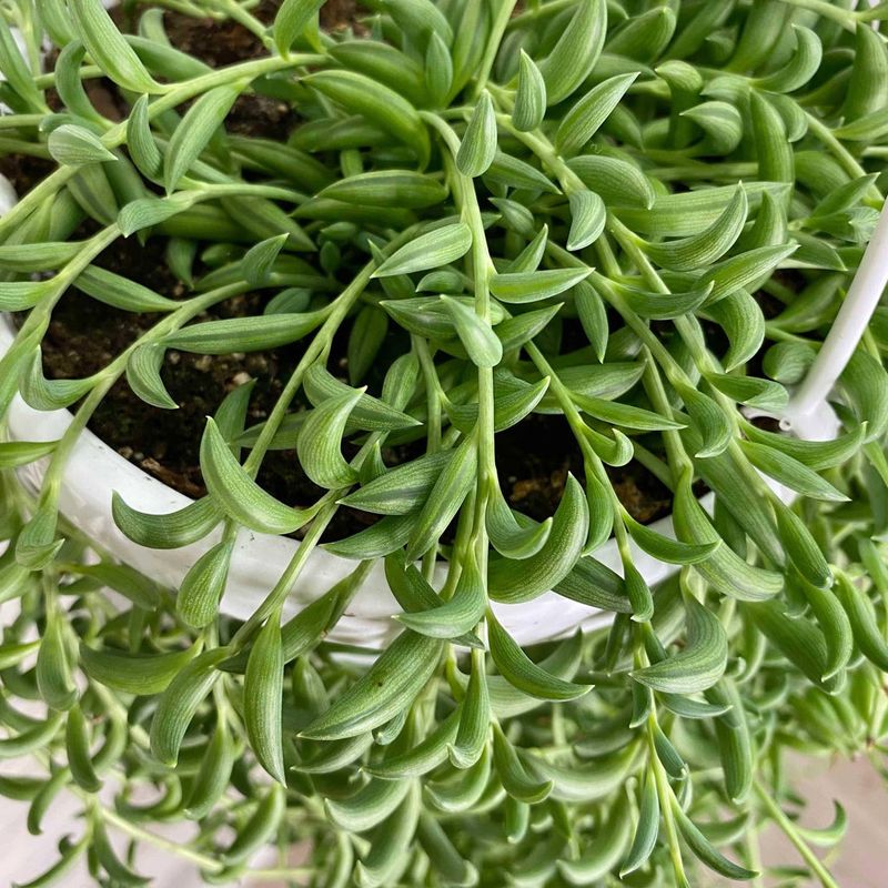 String Of Bananas Softening Raised Poolside Edges