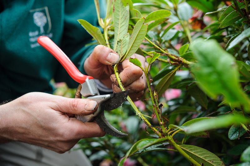 Strip The Lower Foliage Before Planting Strip The Lower Foliage Before Planting