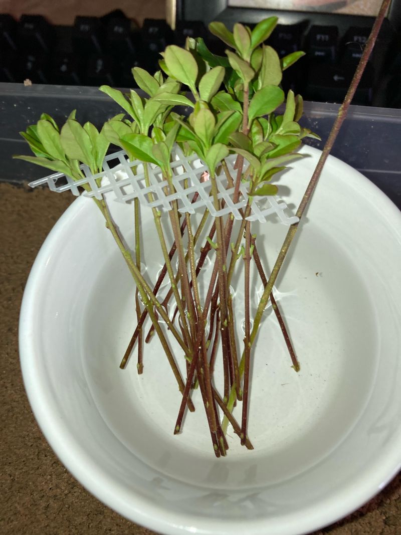 Strip The Lower Leaves From Each Stem Strip The Lower Leaves From Each Stem
