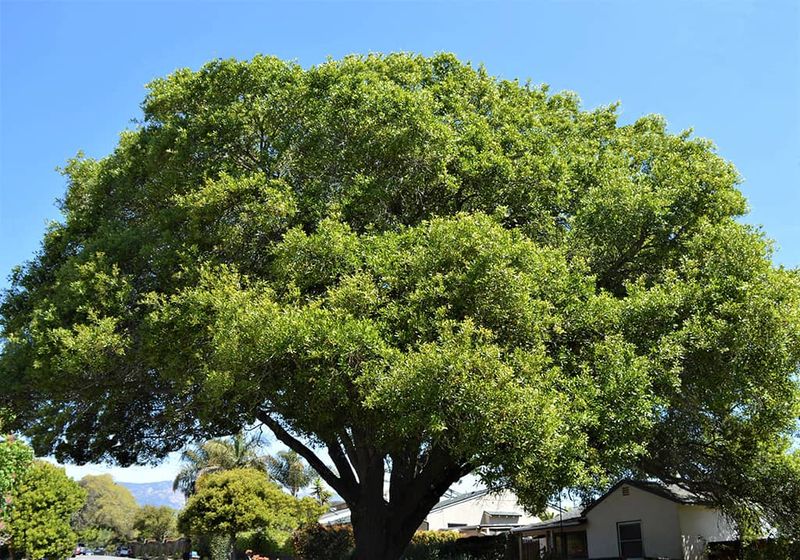 Strong Branches Make It A Longer Term Choice Strong Branches Make It A Longer Term Choice
