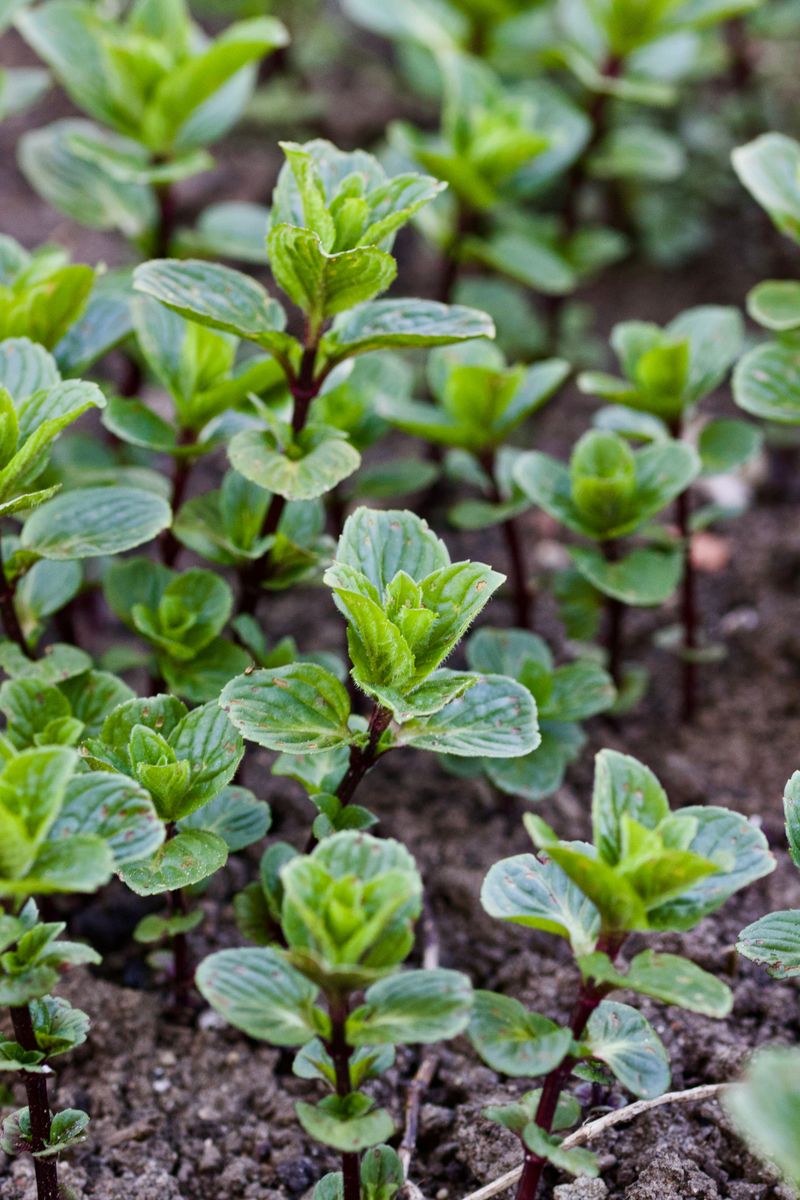 Strong Herbs Like Mint Mask Tempting Plant Scents Strong Herbs Like Mint Mask Tempting Plant Scents