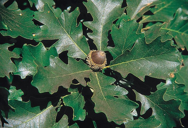 Strong Resistance To Common Pests And Disease