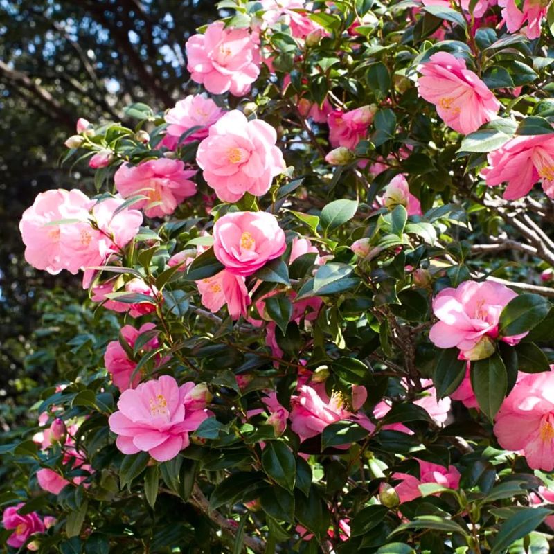 Strong Root Conditions Support A Fuller Floral Display Strong Root Conditions Support A Fuller Floral Display