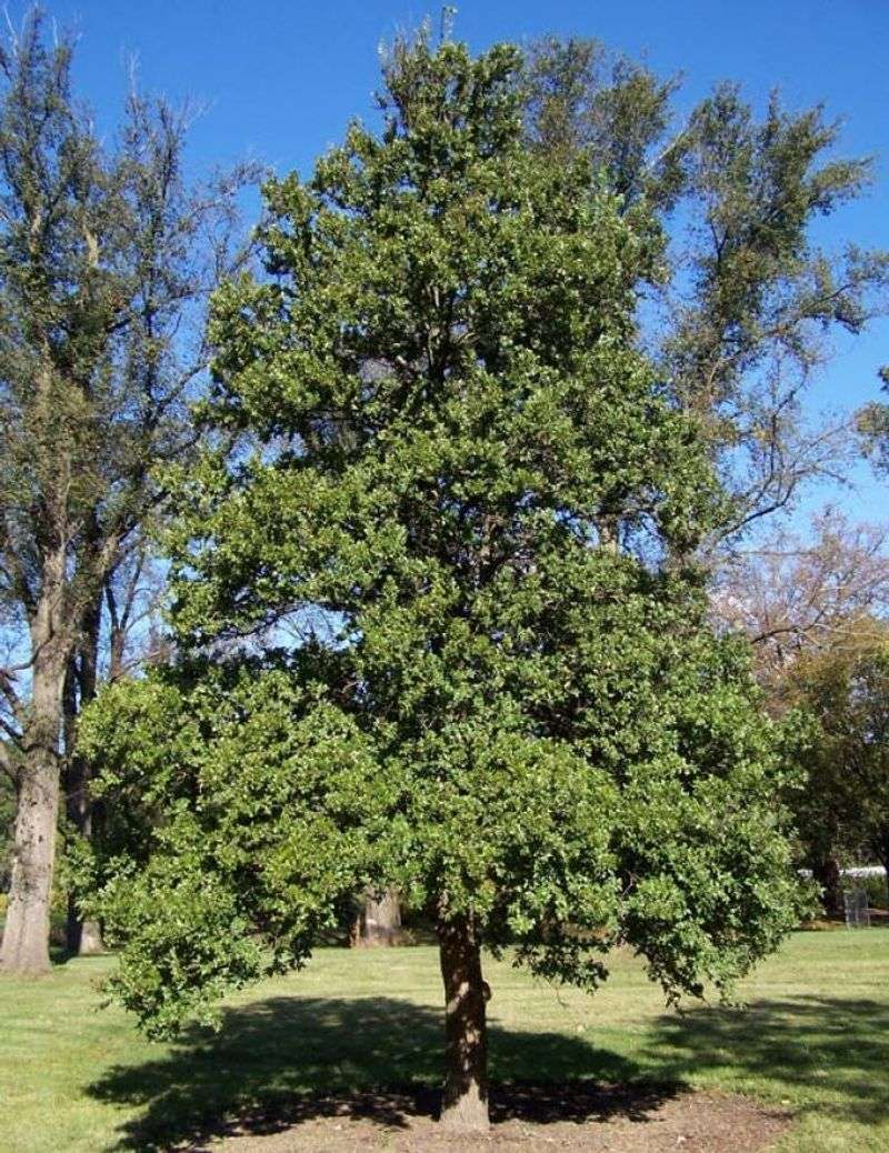 Strong Roots Help It Survive Tough Conditions