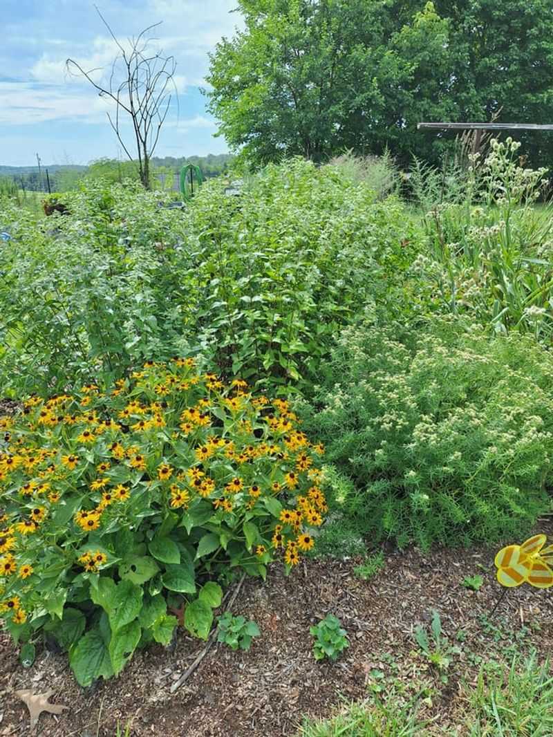 Strong Scent Makes The Foliage Less Appealing To Deer