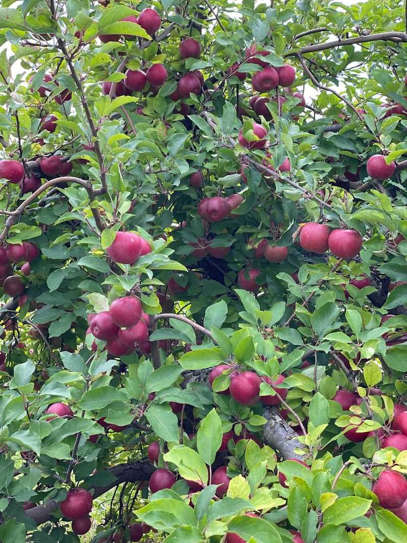 Stuckey Farm Orchard And Cider Mill, Sheridan