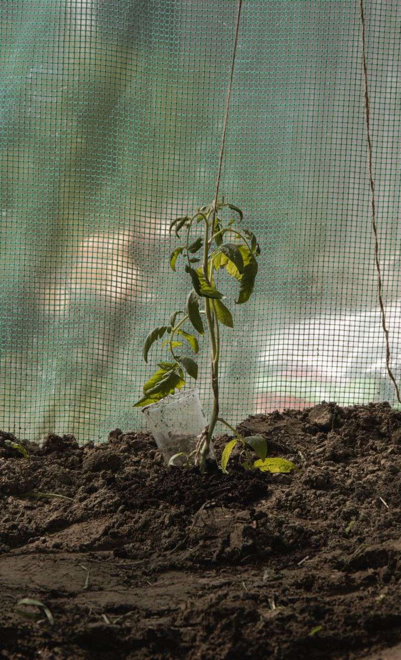 Stunted Growth In Younger Shoots Stunted Growth In Younger Shoots