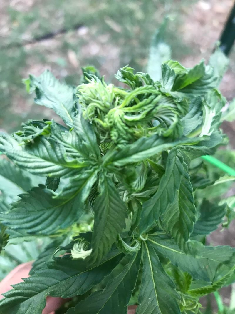 Stunted Or Twisted New Growth