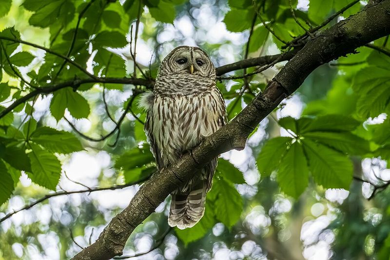 Suburban Canopies Double As Nesting Grounds