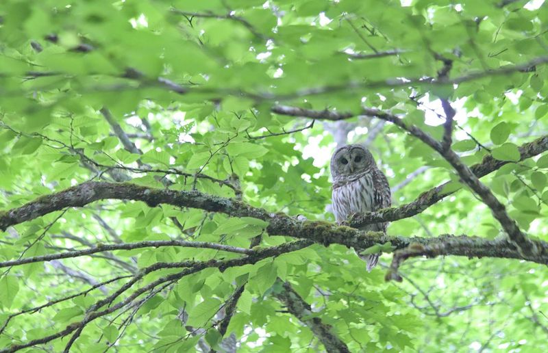 Suburban Woodlots Can Act Like Extensions Of Larger Forests Suburban Woodlots Can Act Like Extensions Of Larger Forests
