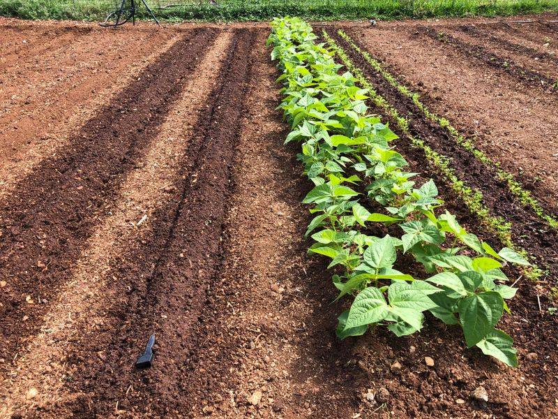Succession Planting Keeps Amish Gardens Productive Through Fall Succession Planting Keeps Amish Gardens Productive Through Fall