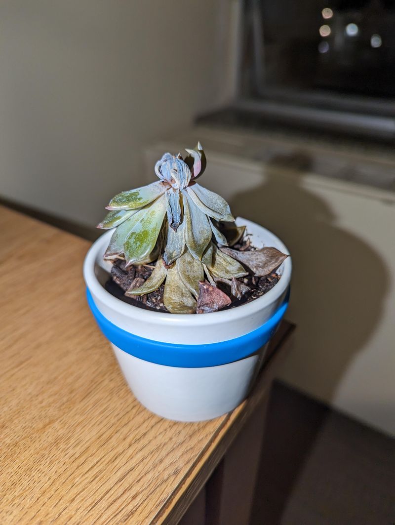 Succulents Sitting In Soil That Is Suddenly Too Salty Succulents Sitting In Soil That Is Suddenly Too Salty