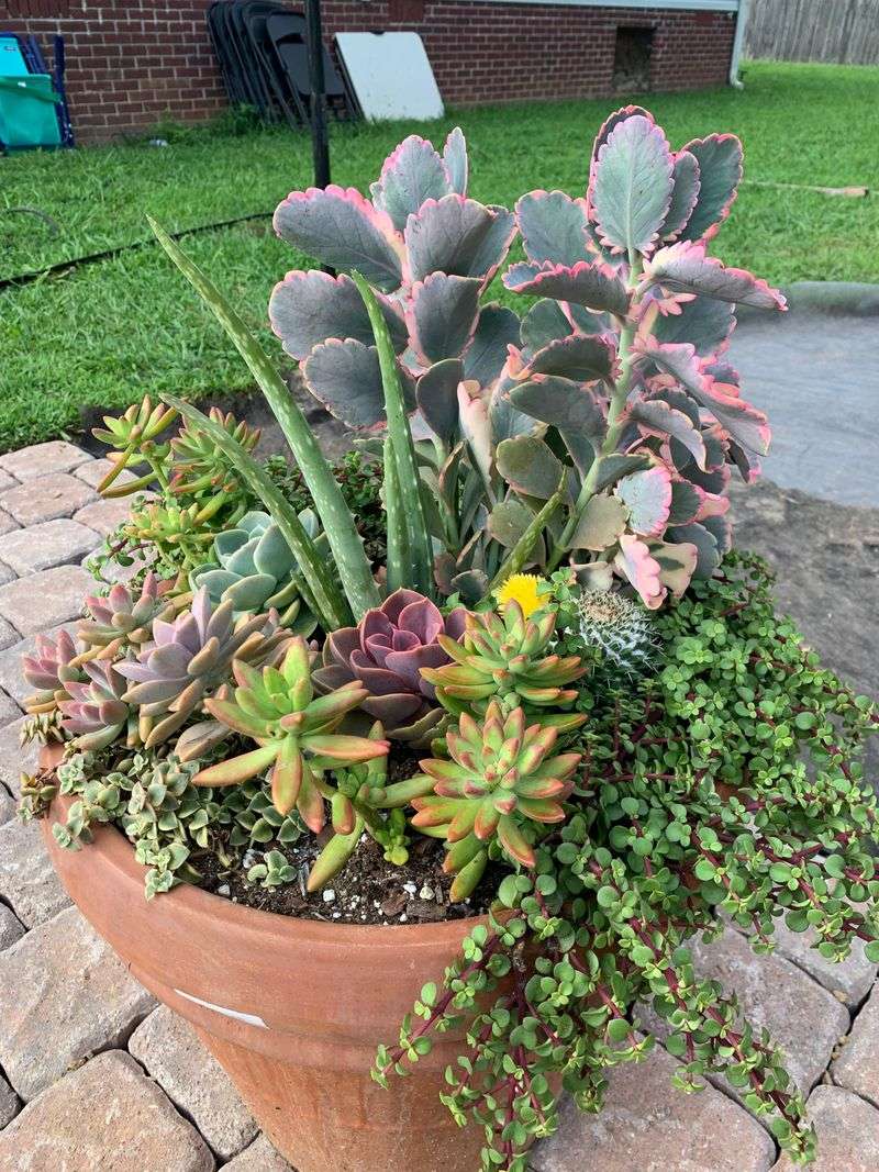 Succulents Staying Happy When Pots Dry Out Fast Succulents Staying Happy When Pots Dry Out Fast