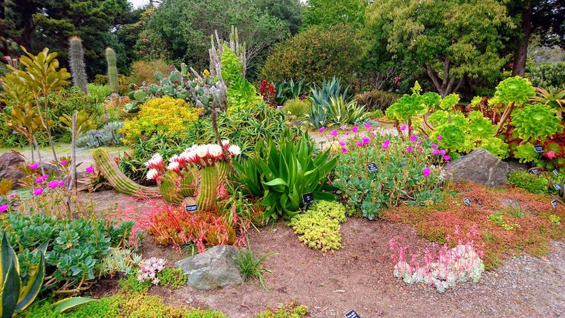 Succulents Thriving In The Cool Coastal Air