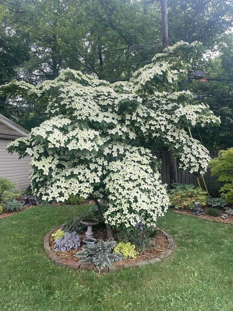 Suckering Habit Makes This Shrub Ideal For Erosion Control