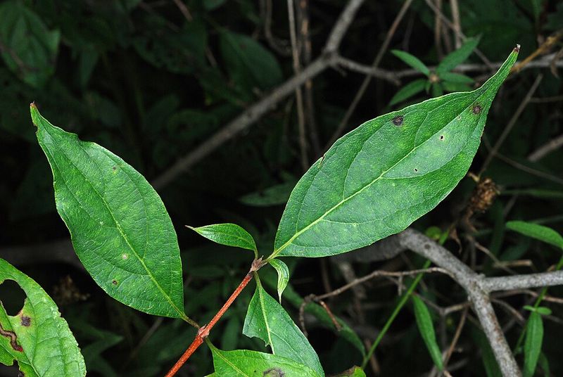 Suckers Can Turn One Shrub Into A Useful Thicket