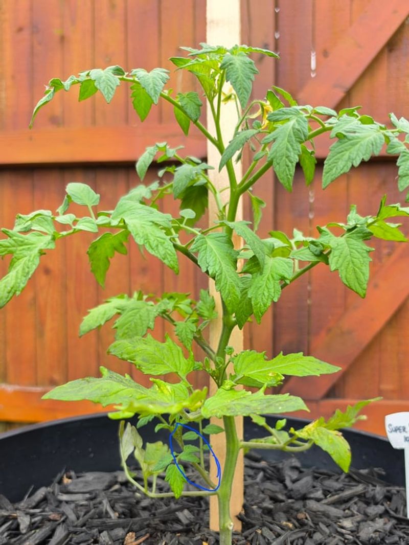 Suckers Steal Energy From Ripening Fruit Suckers Steal Energy From Ripening Fruit