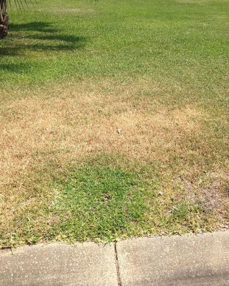 Sudden Brown Patches May Simply Mean The Lawn Is Thirsty