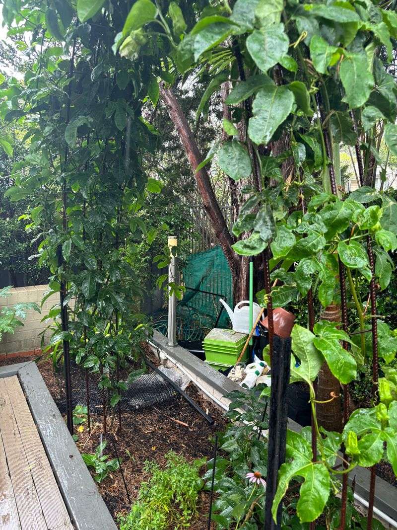 Sudden Heat Swings Knocking Flowers Off The Vine