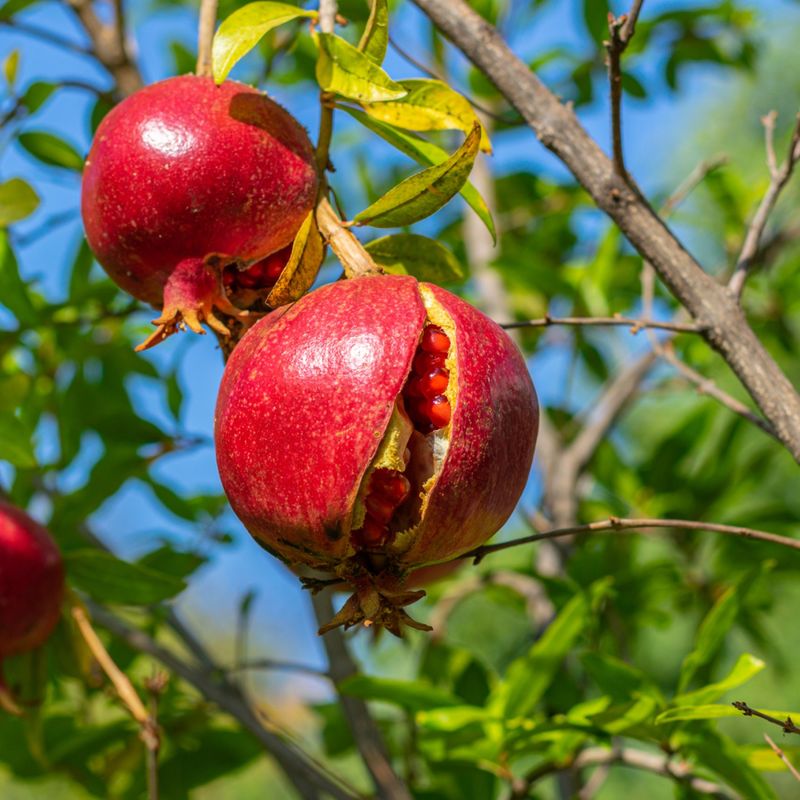 Sudden Moisture Changes Are Often Behind Cracked Fruit