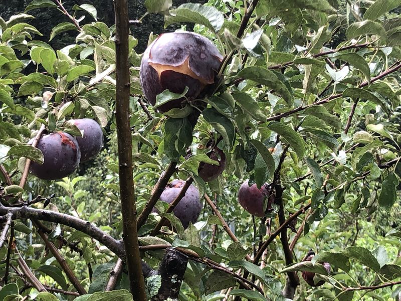 Sudden Water Uptake Swells Ripening Fruit Sudden Water Uptake Swells Ripening Fruit
