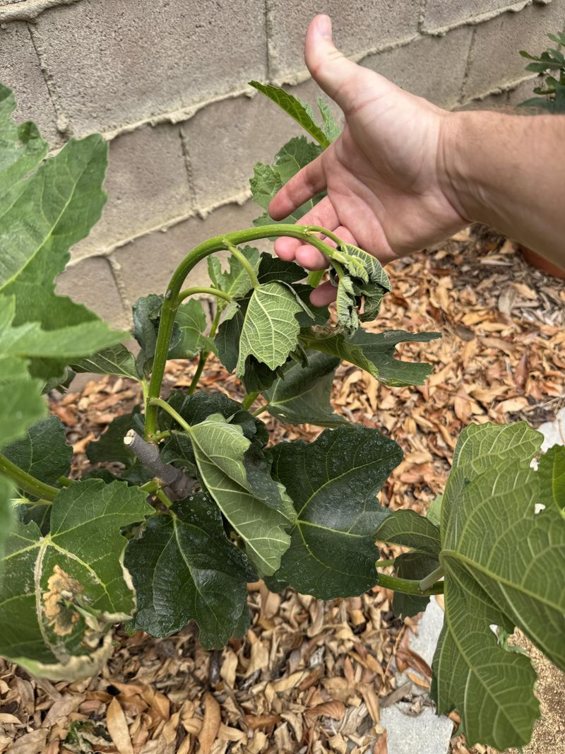 Sudden Wilting May Appear Despite Wet Soil