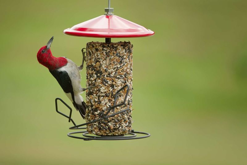 Suet Adds Another High Energy Food Choice Suet Adds Another High Energy Food Choice
