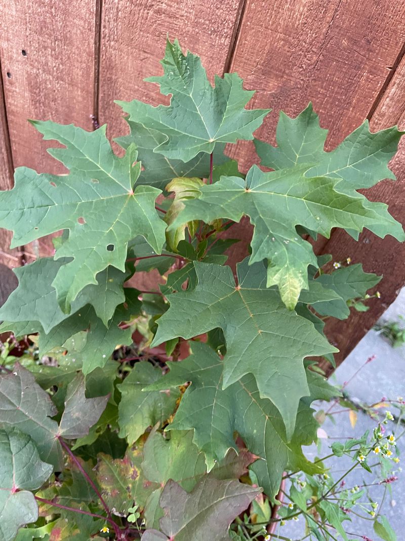 Sugar Maple Sugar Maple