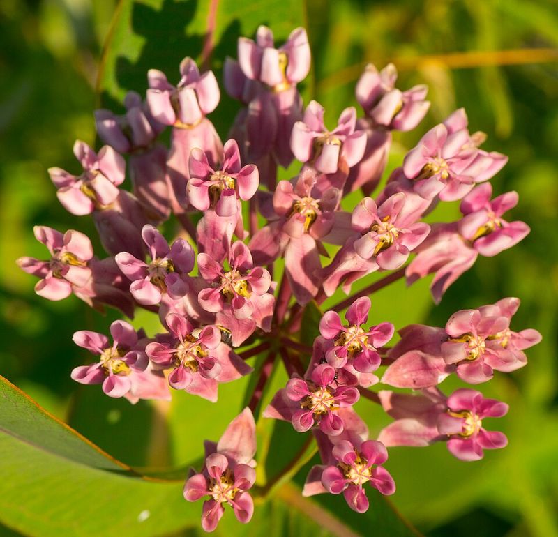 Sullivants Milkweed Is The Prairie Native Most Garden Centers Overlook